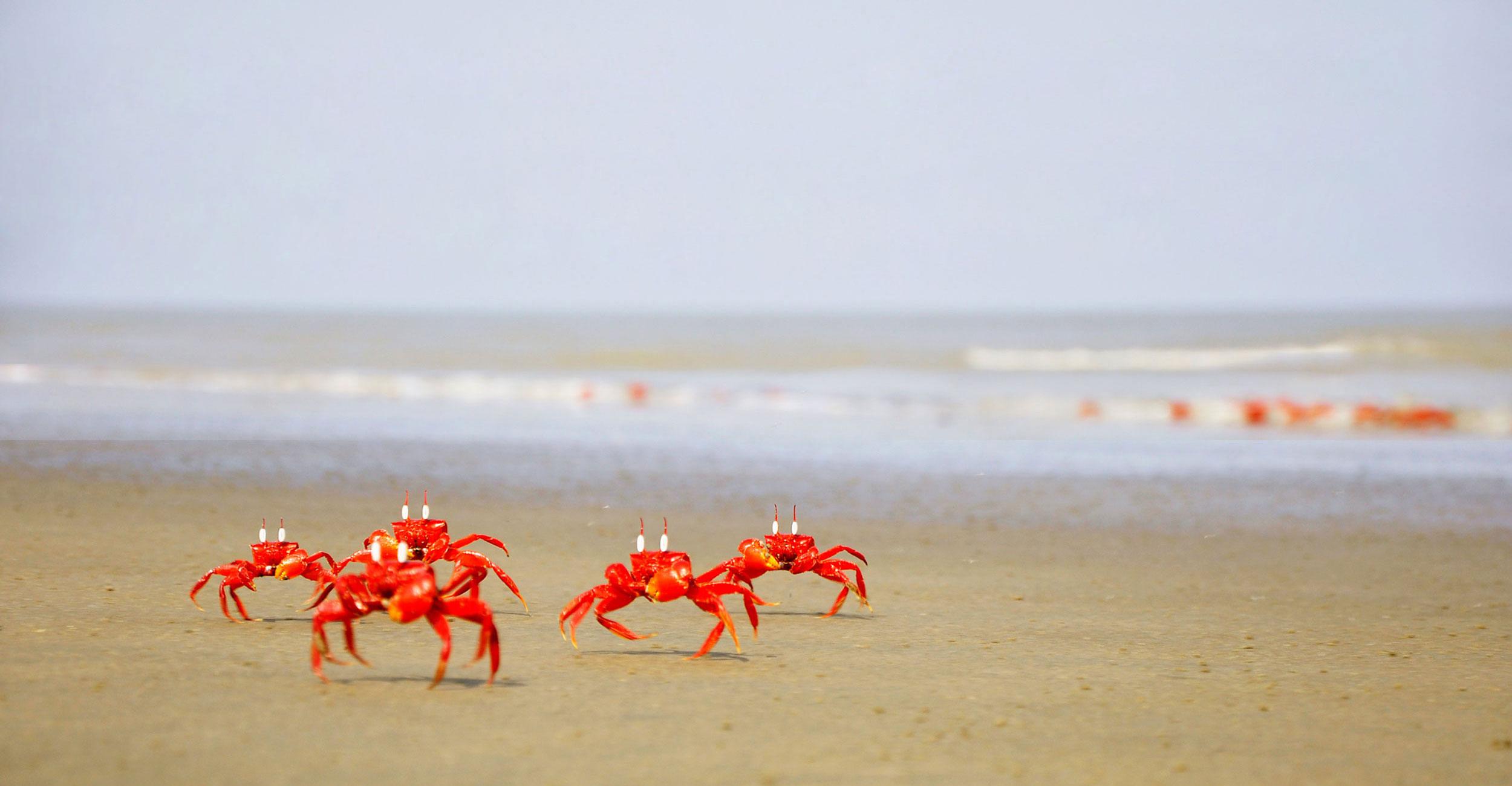 Kuakata red crab